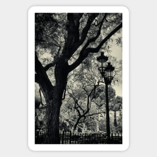 Tortured trees and a lamp post in Barcelona Sticker